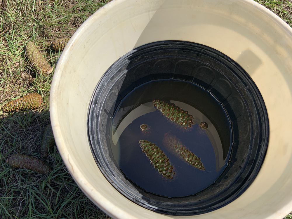 Motor Oil Float Test for Pinecones