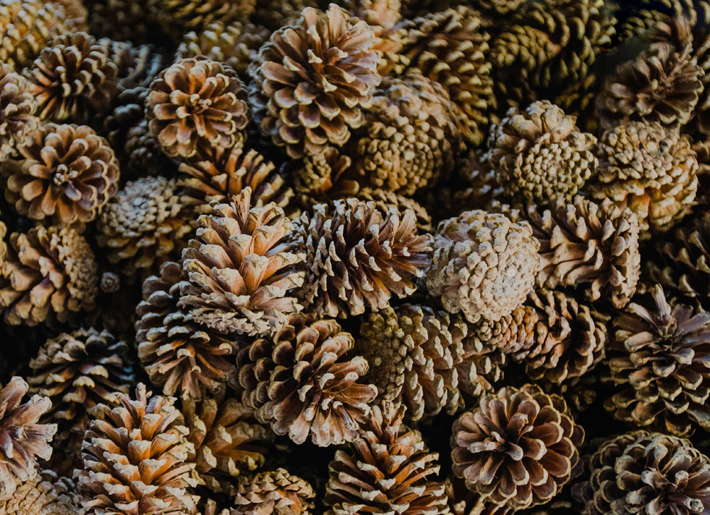 Pinecones for seed extraction