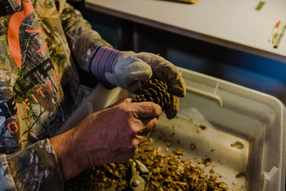 Using Pliers to Extract Pinecone Seeds