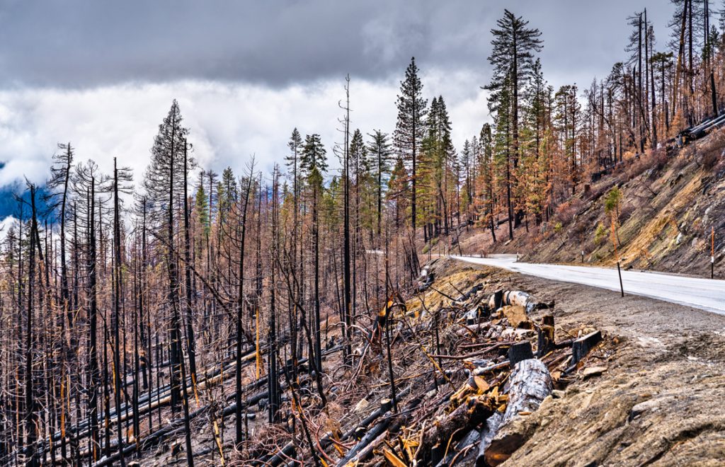 Burned Forest Land Yosemite National Park