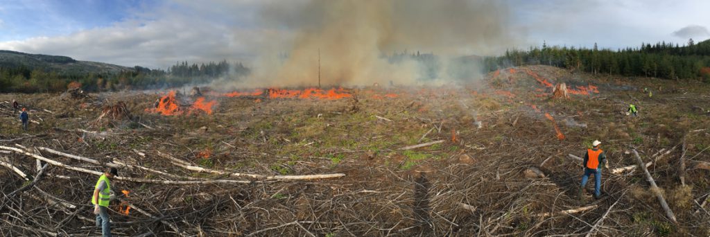 Foresters monitor controlled burn