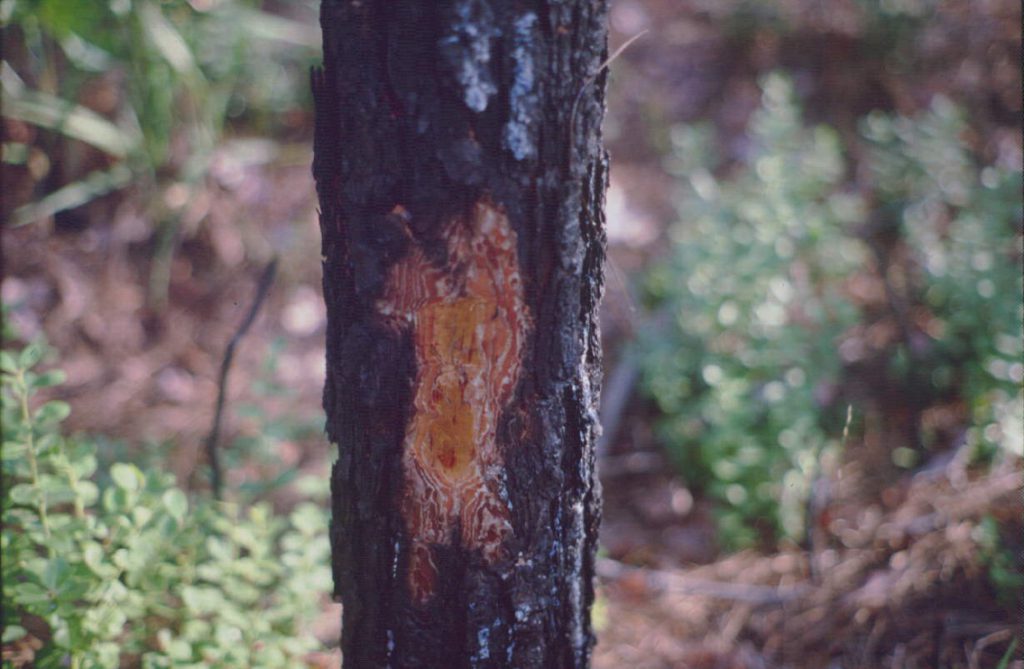 Tree with fire scars