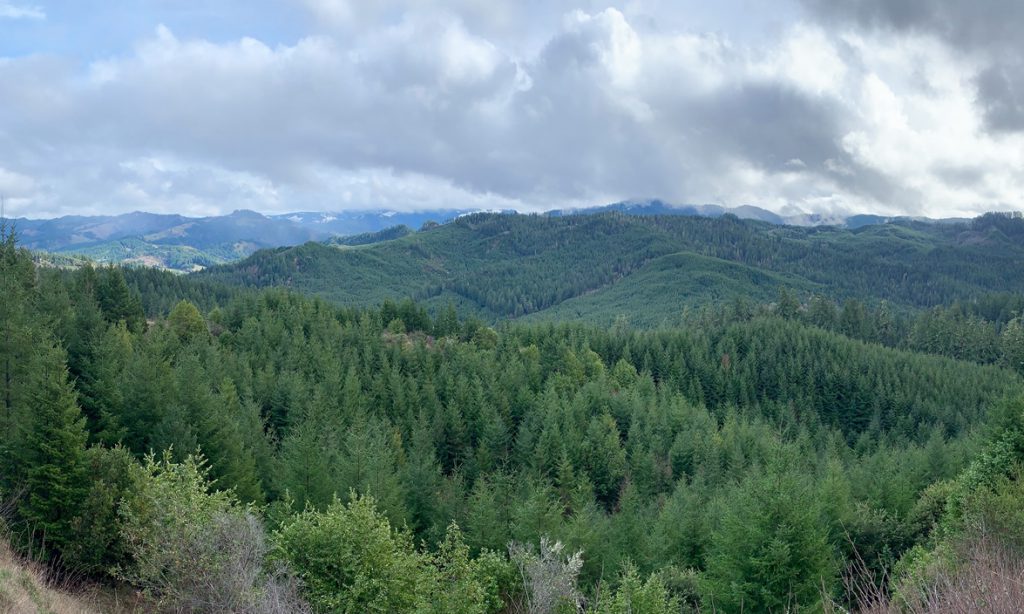 Oregon Tree Farm Forest Management