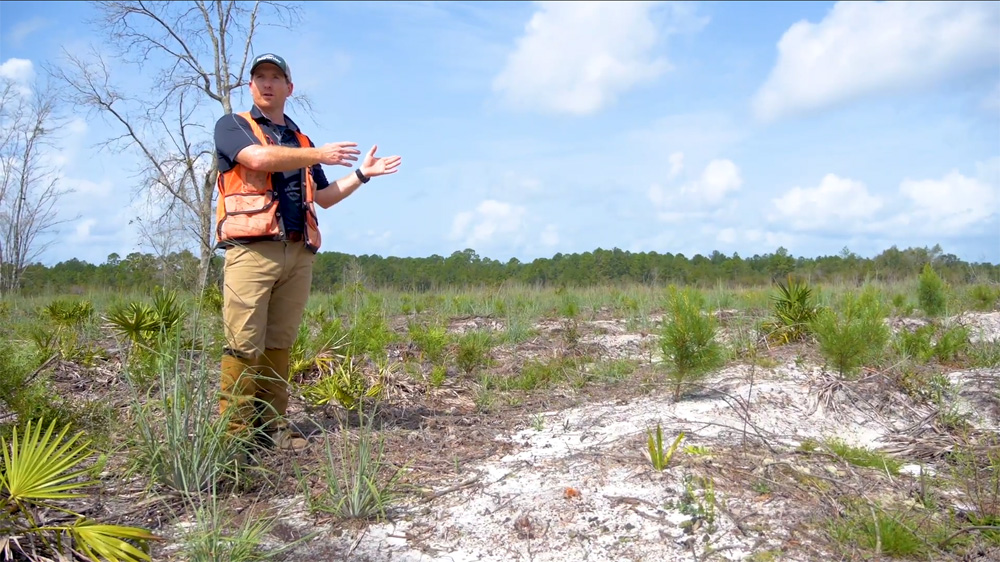 foresters determine planting plans to protect gophers