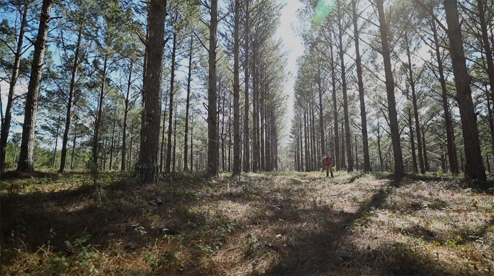 Forester measures tree height