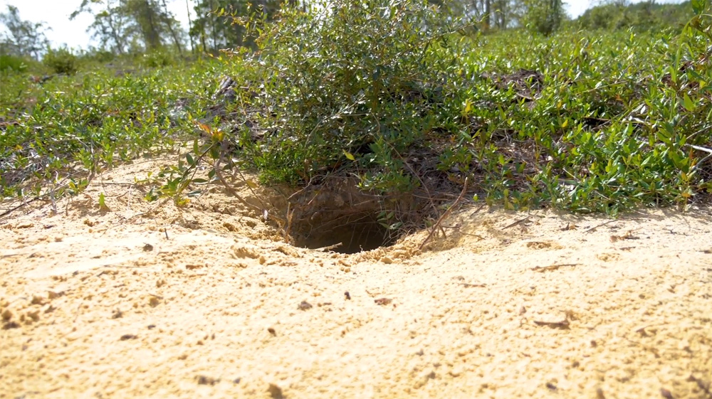 Active gopher tortoise burrow