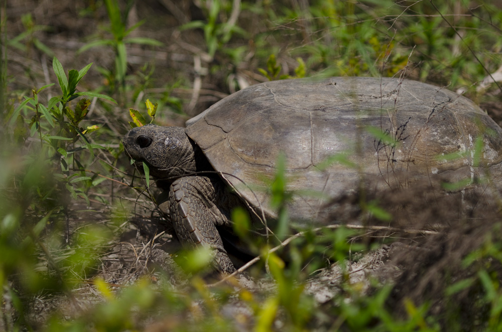 gopher tortoise eating