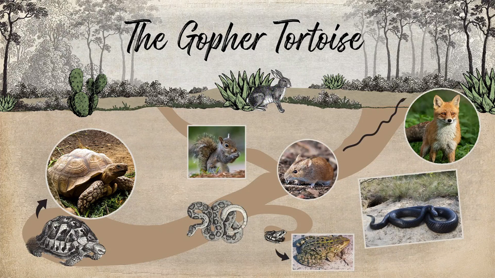 Underground gopher tortoise burrow illustration