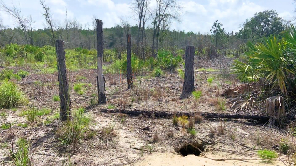 Protecting Gopher Tortoise During Logging Operations