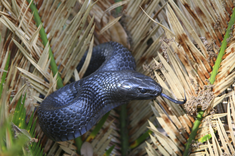 Protecting Eastern Indigo Snake on Forest Land