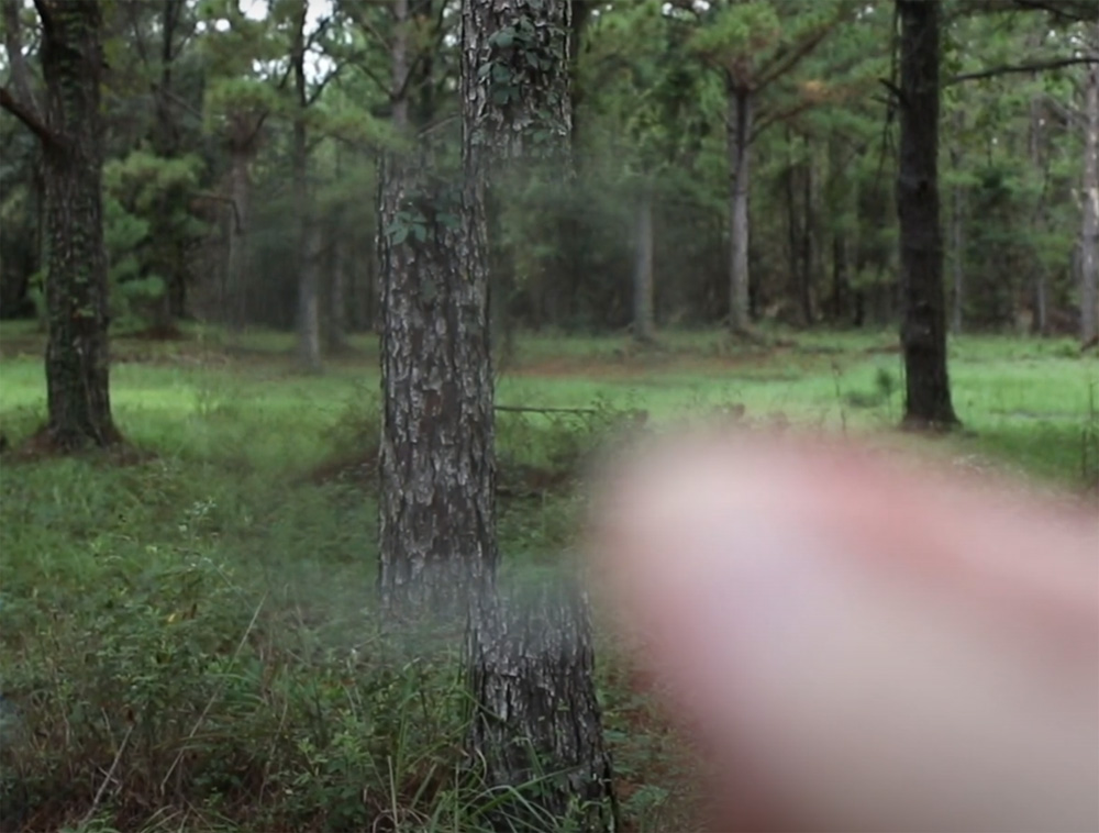 View of tree through a Prism Forestry