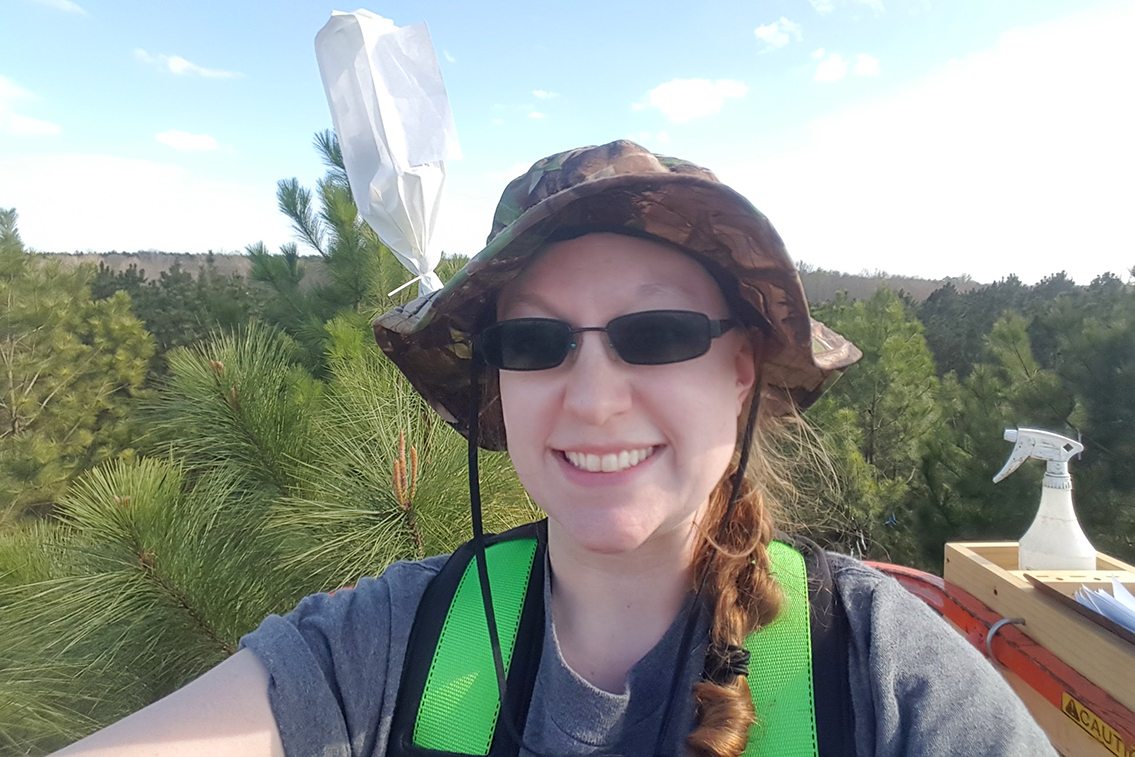 Forestry research woman in controlled pollination operation