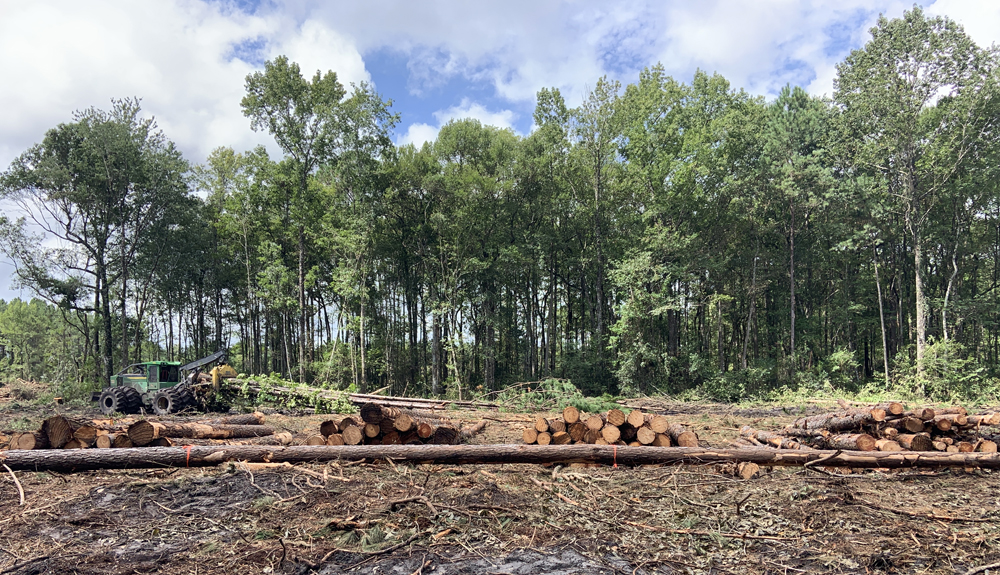 Logs from timber plantation