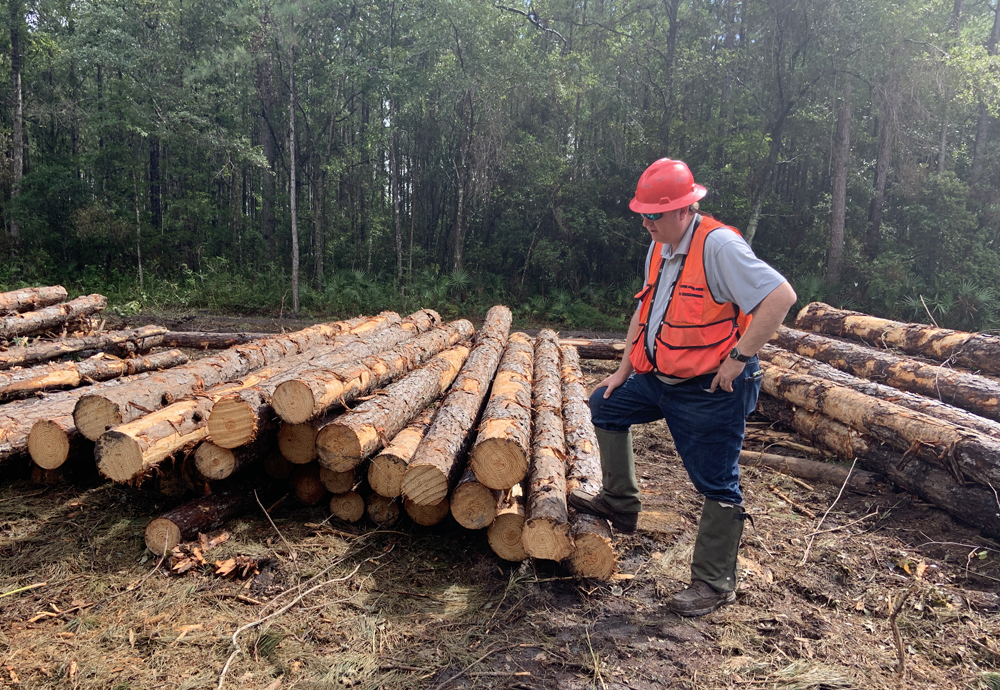 Logs for timber operation