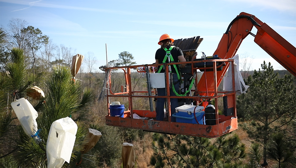 Forester in a hydraulic lift placing bags over branches with pinecones