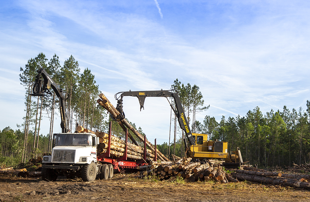 A loader lifts logs and places them into the bed of a log truck