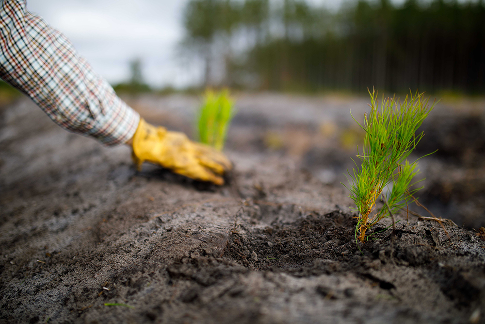 Forester hand checking on freshly planted pine seedling