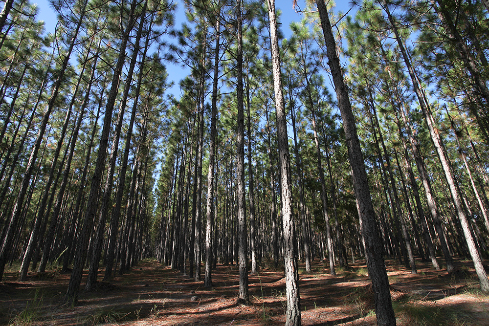 A Southern yellow pine forest of straight trees with few branches apart from the tops