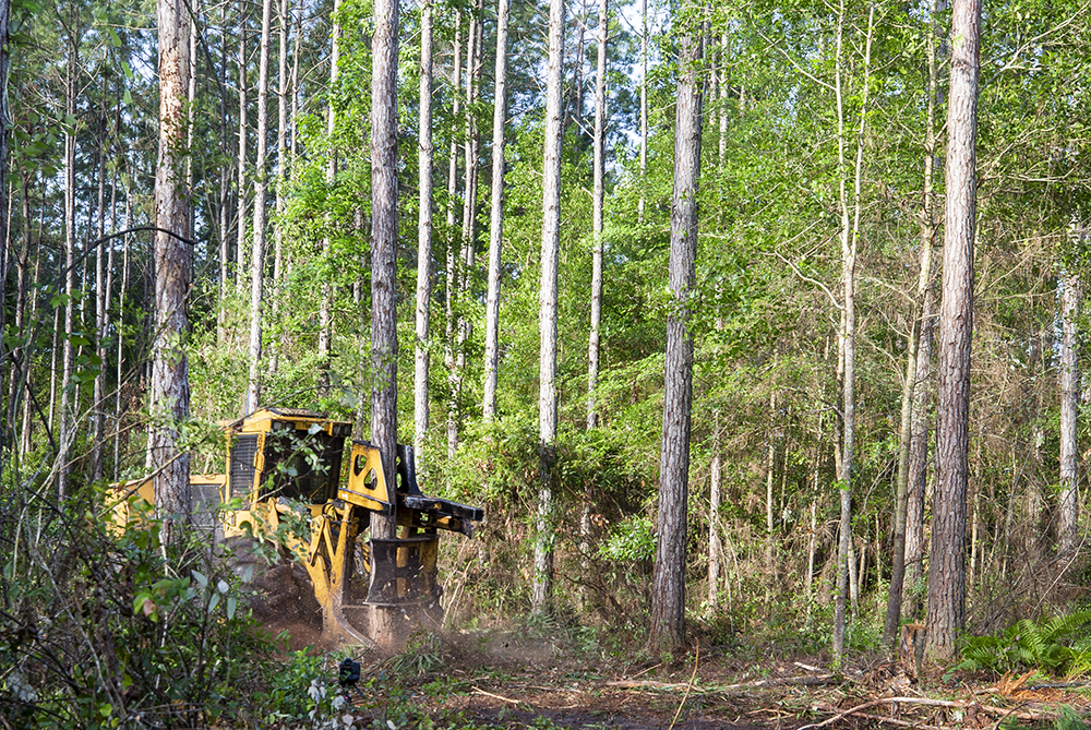 A feller buncher cuts a pine tree