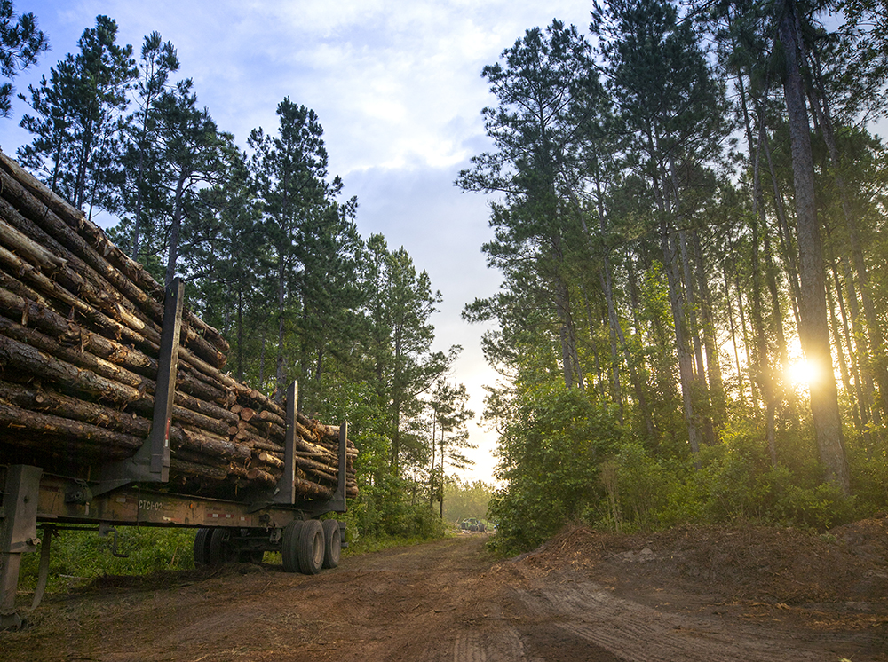 loaded log truck in the forest