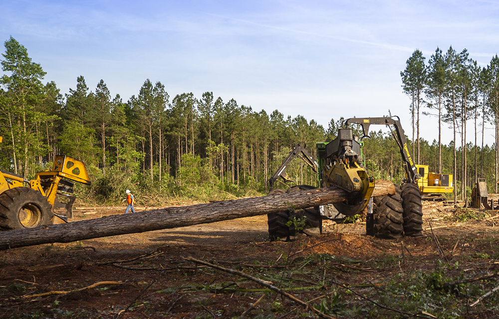 A skidder drags a large log