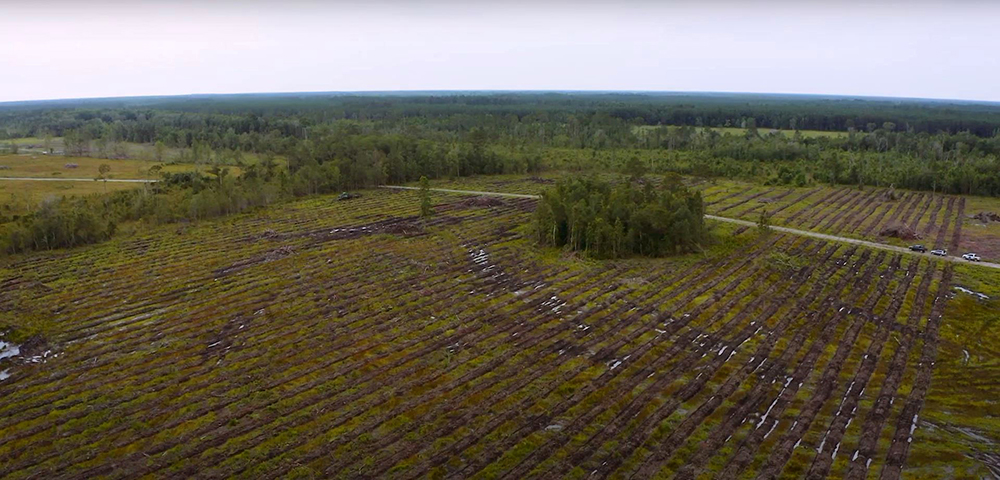 A large forest with bedded rows