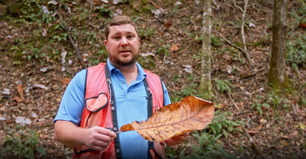 Forester Holding a Leaf from a Magnolia Tree in an Alabama Forest