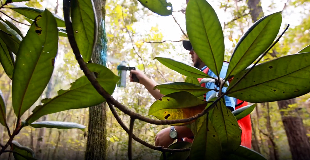 Forester marking boundary of Salamander Habitat with spray paint in Alabama Forest