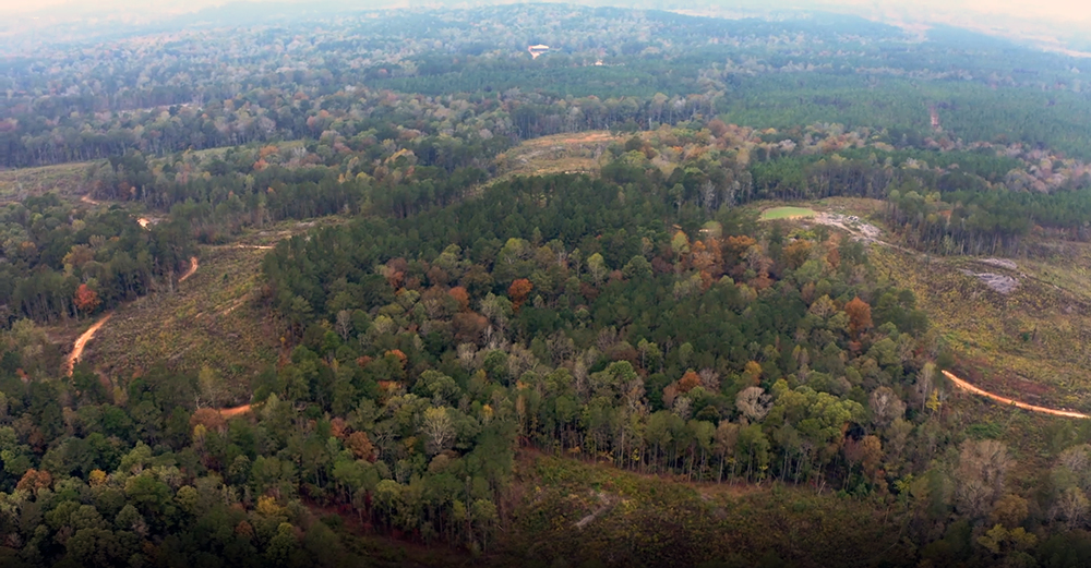 Red Hills Salamander Habitat Cluster of Trees in Alabama Forest