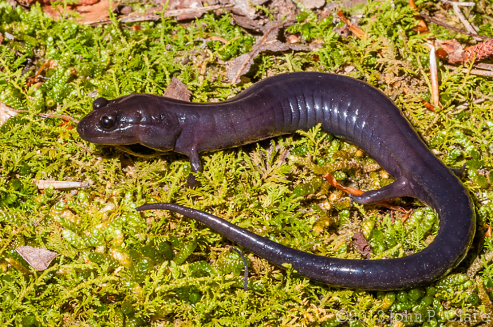 Red Hills Salamander on moss in Alabama Forest