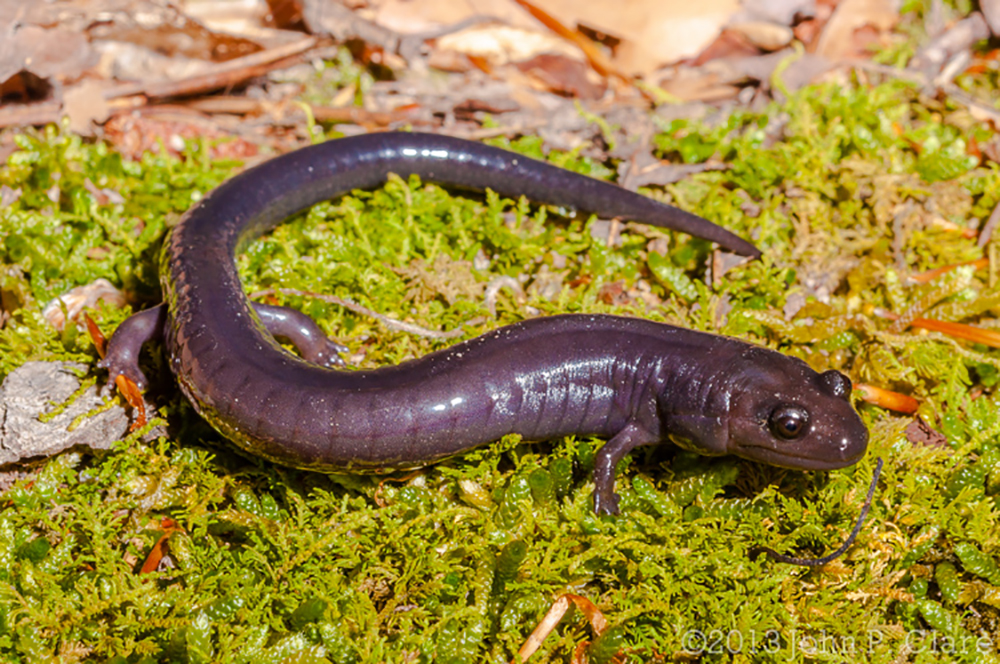 Rare Red Hills Salamander outside of burrow in Alabama Forest
