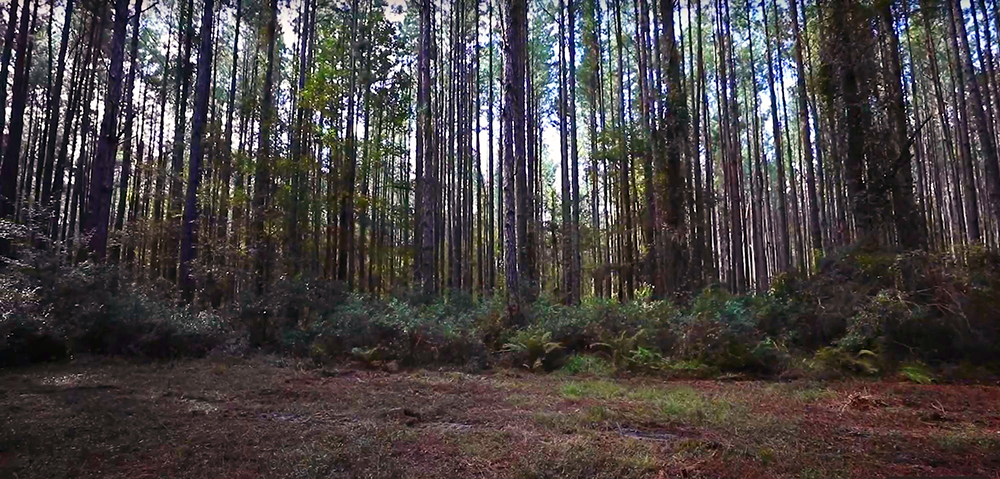 Timber Forest in Yulee, Florida