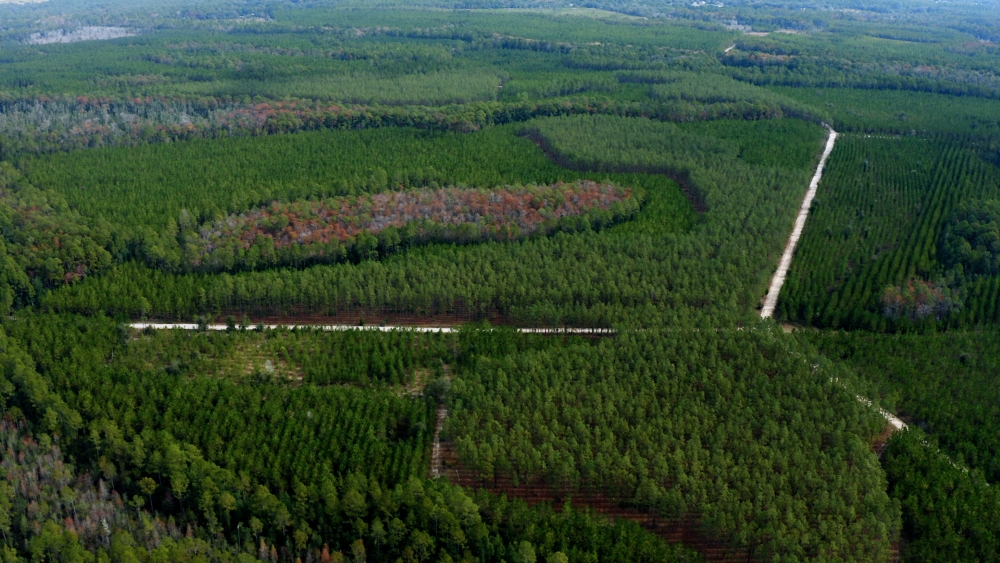 Aerial view of Rayonier forest laid out in sections of different tree types and ages.