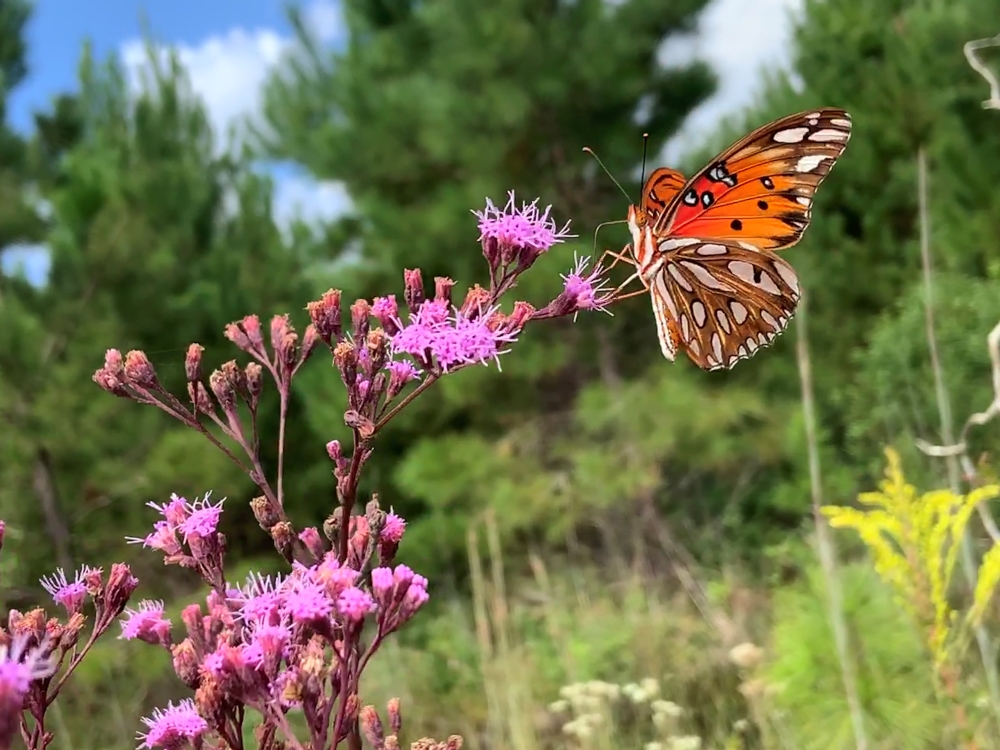 Orange butterfly balancing on pink flower.