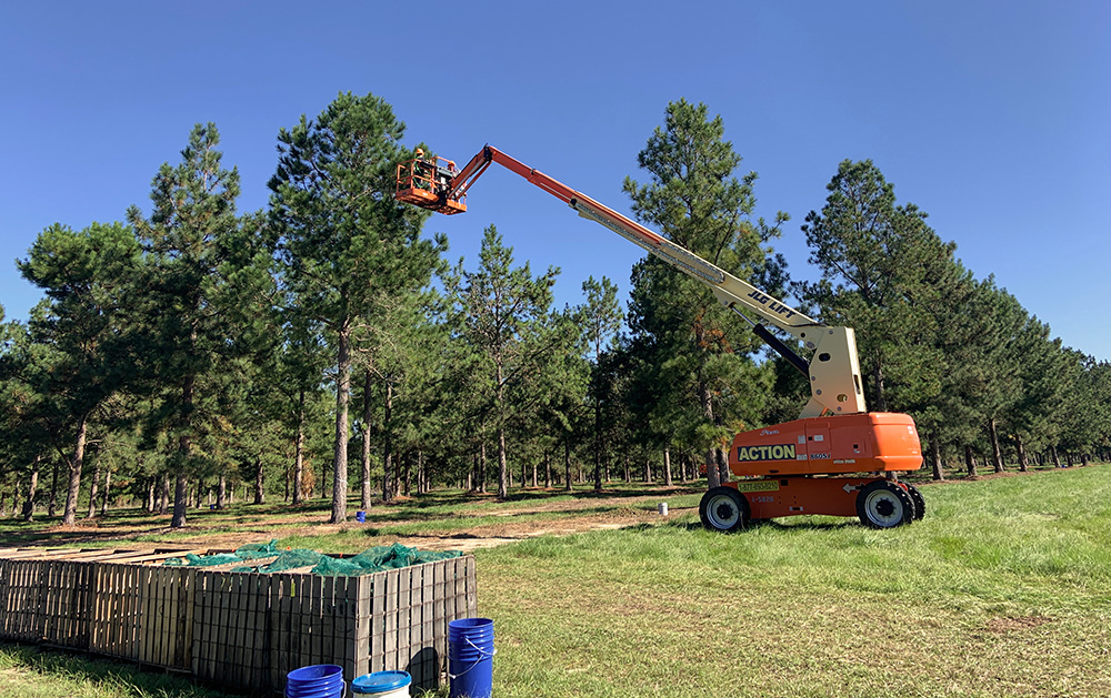Worker in Hydraulic Lift collecting pinecones