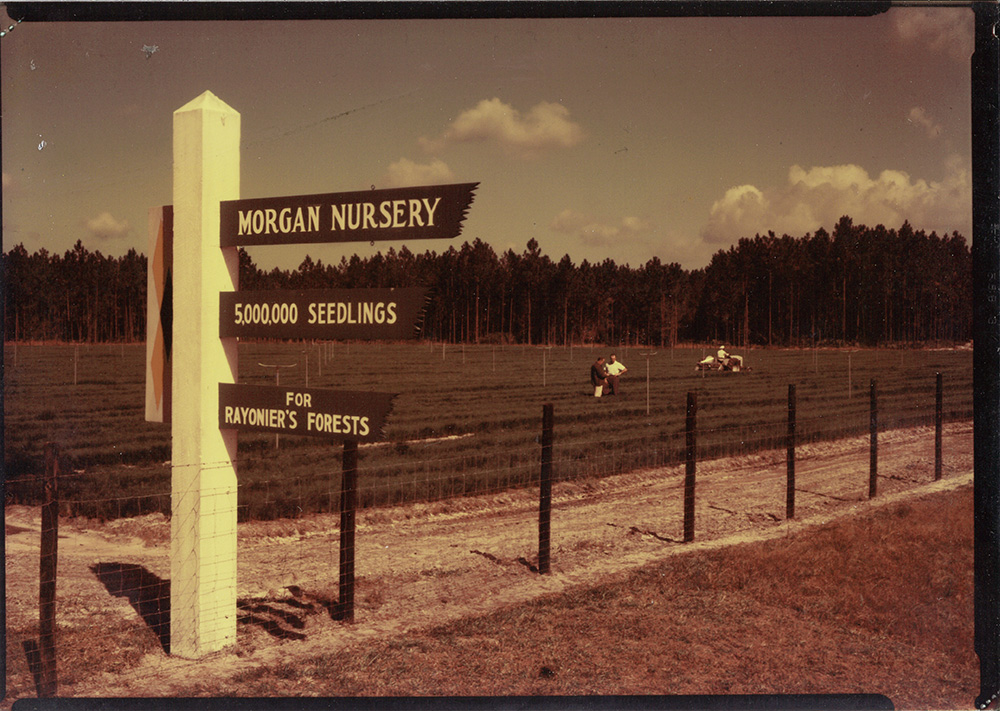 First seedling planting at Morgan Nursery in 1950s