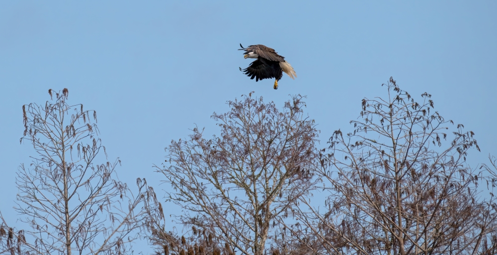 Bald eagle in flight, landing in nest.