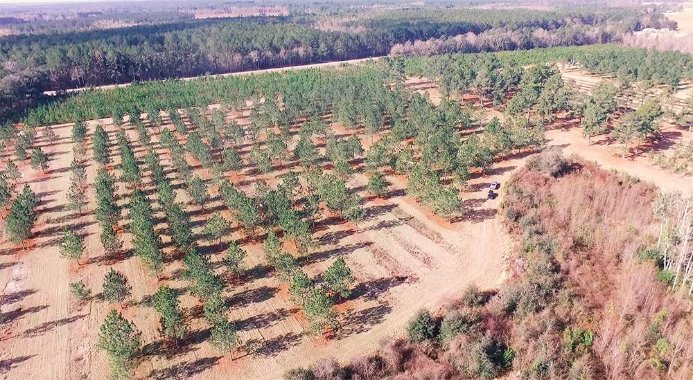 Pine trees in seed orchards spaced far apart