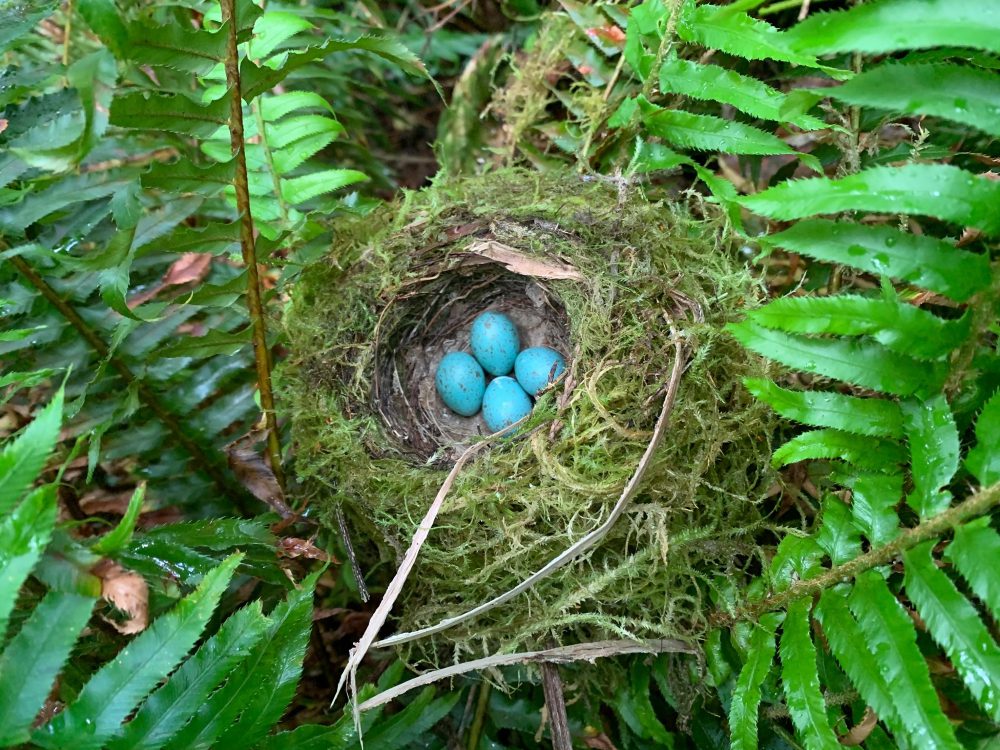 Four robins' eggs in a nest