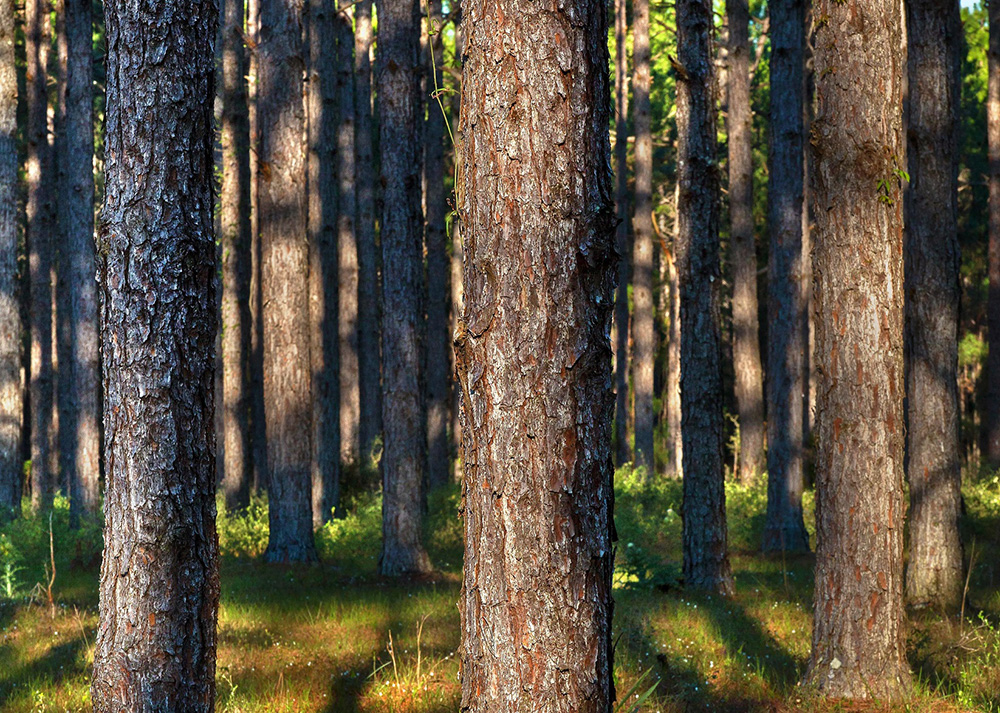Straight trunks of Southern yellow pine trees in Florida Forest