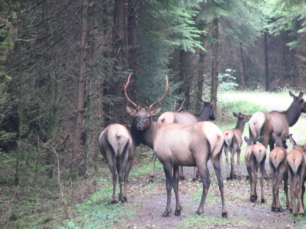 Family of eight elk standing in forest road.