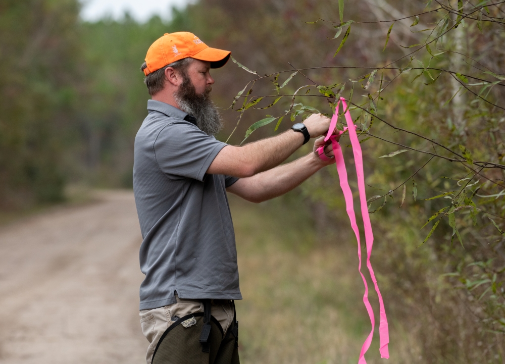 Forester tying bright pink tape around a tree branch.