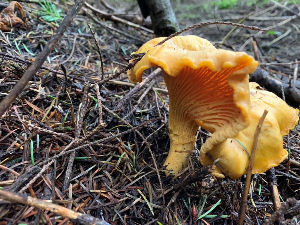 Lobster tail mushroom on forest floor