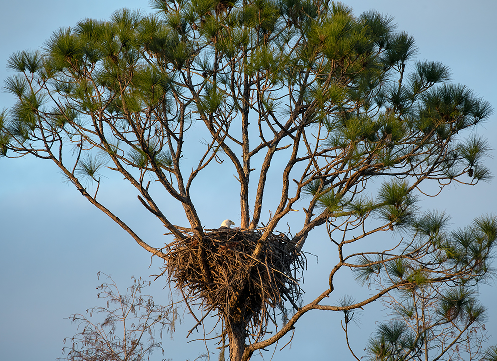 Bald eagle sits in its nest in a tall pine