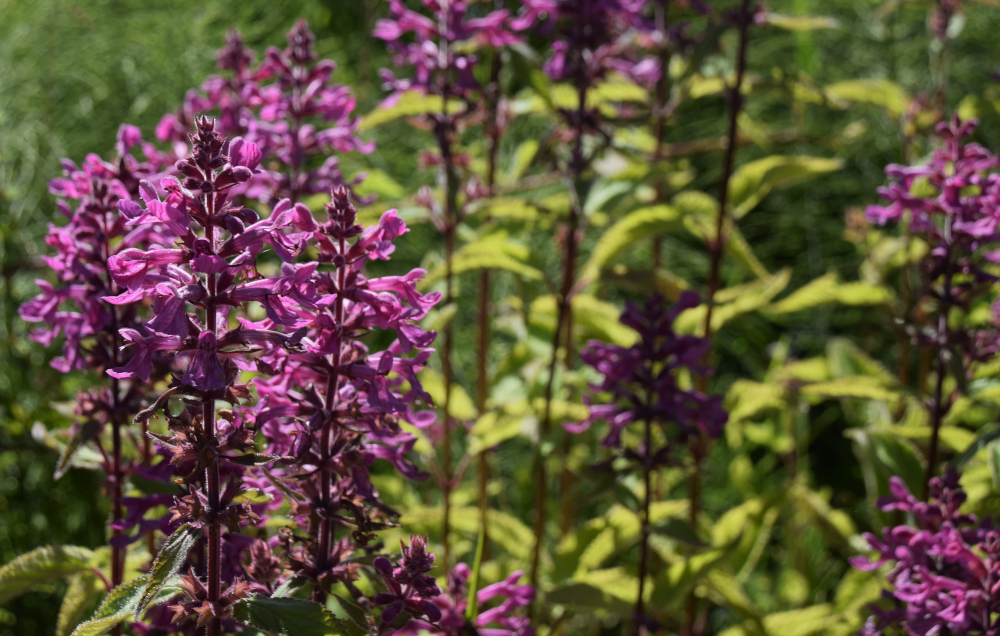 Purple salvia flowers