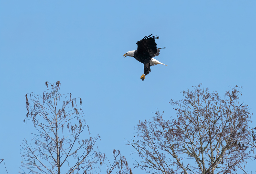 Bald Eagle Flying