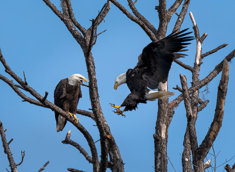 Bald Eagles Perched in Tree