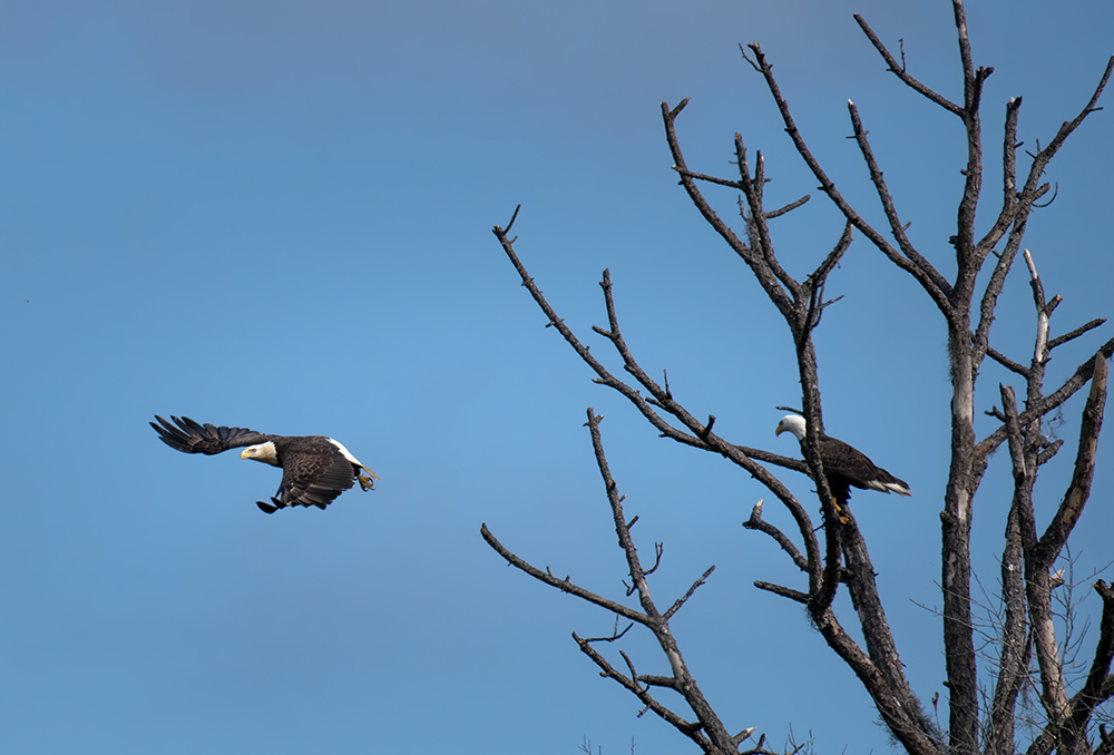 Bald Eagle Perched in Tree and Flyinf