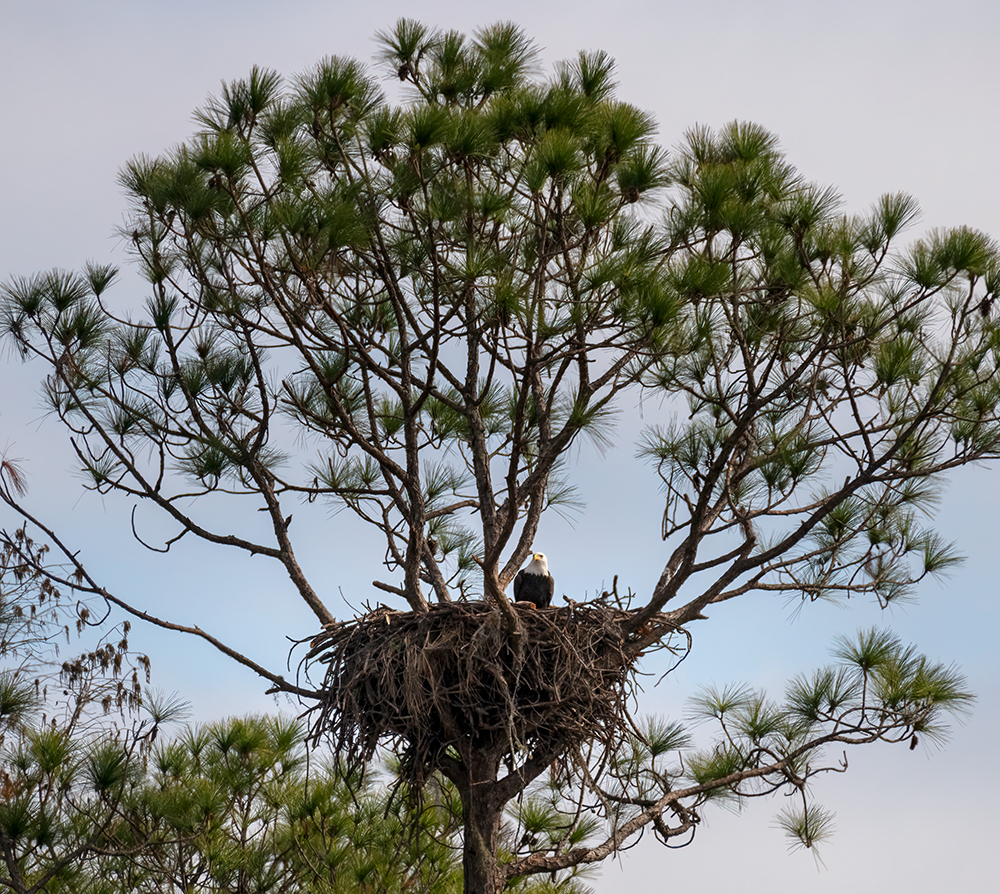 Bald Eagle sitting in nest