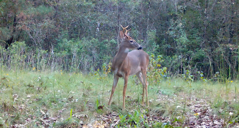 Deer looking around in forest